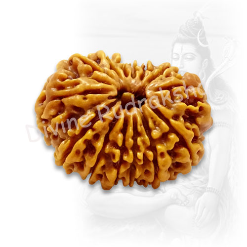 14-mukhi Rudraksha (Fourteen-faced)