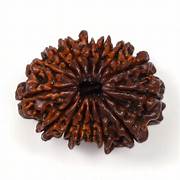 15-mukhi.jpg