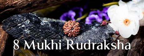 8-mukhi Rudraksha (Eight-faced)