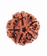 Chaar-mukhi Rudraksha
