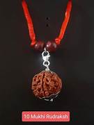 10-mukhi Rudraksha (Ten-faced)