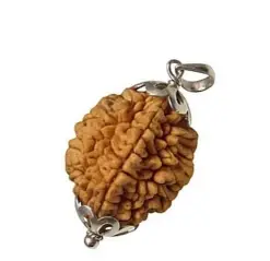 Domukhi Rudraksha(Indonesia)