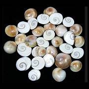Gomti Chakra - 11 pcs