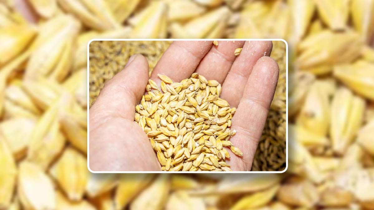 jau(barley) - 100 gram