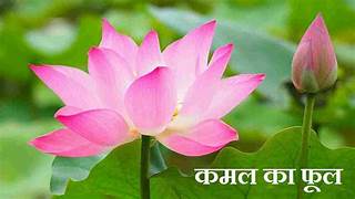 Kamal ka phool (lotus flower) - 2 pcs