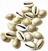 Kaudi (cowrie shells) - 11 pcs