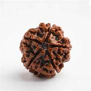 paanch-mukhi Rudraksha (Five faced)