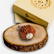 sat-mukhi Rudraksha (Seven-faced)